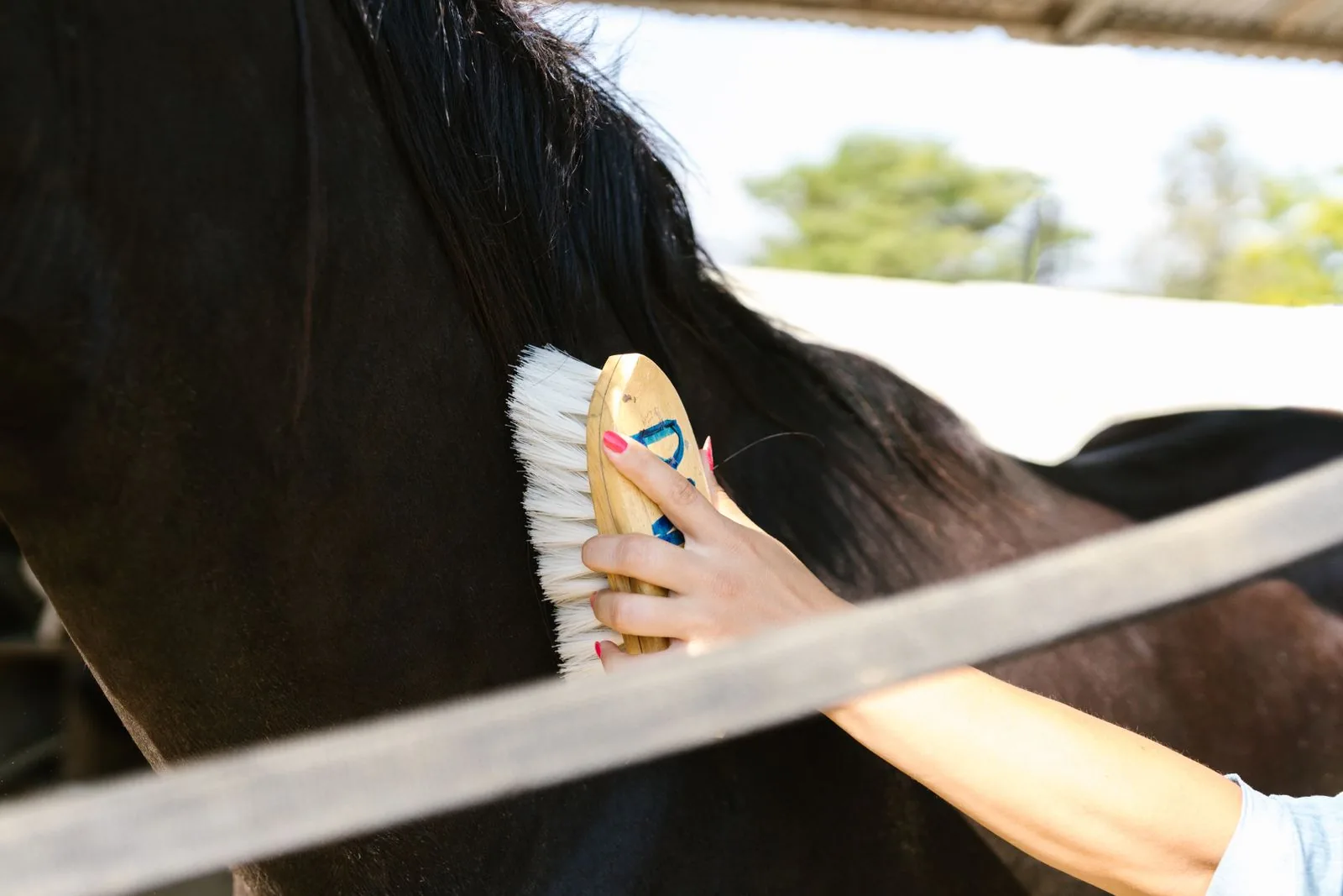 The Best Horse Grooming Kit for Beginners