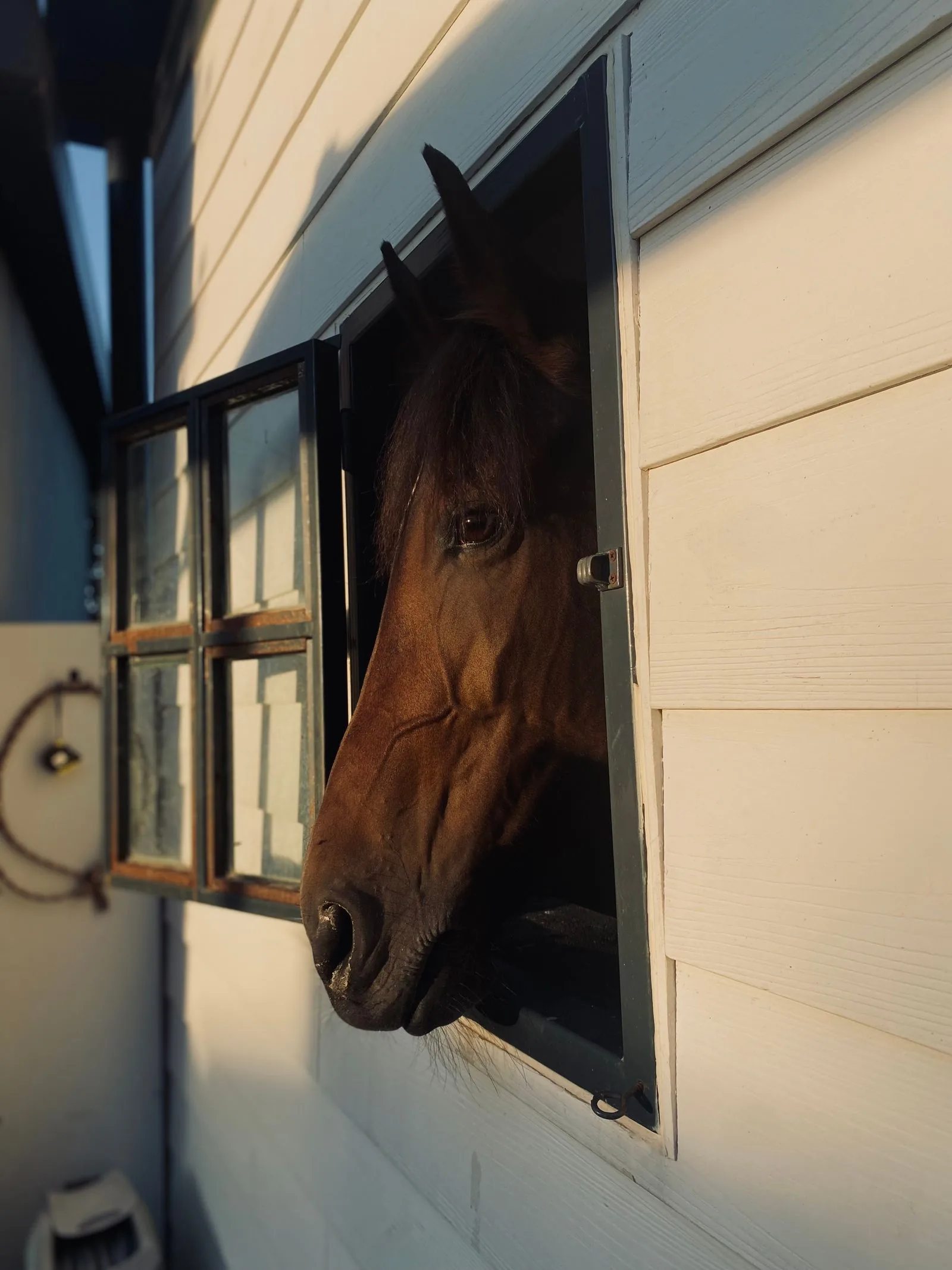 Buying Your First Horse in the UK: A Complete Guide