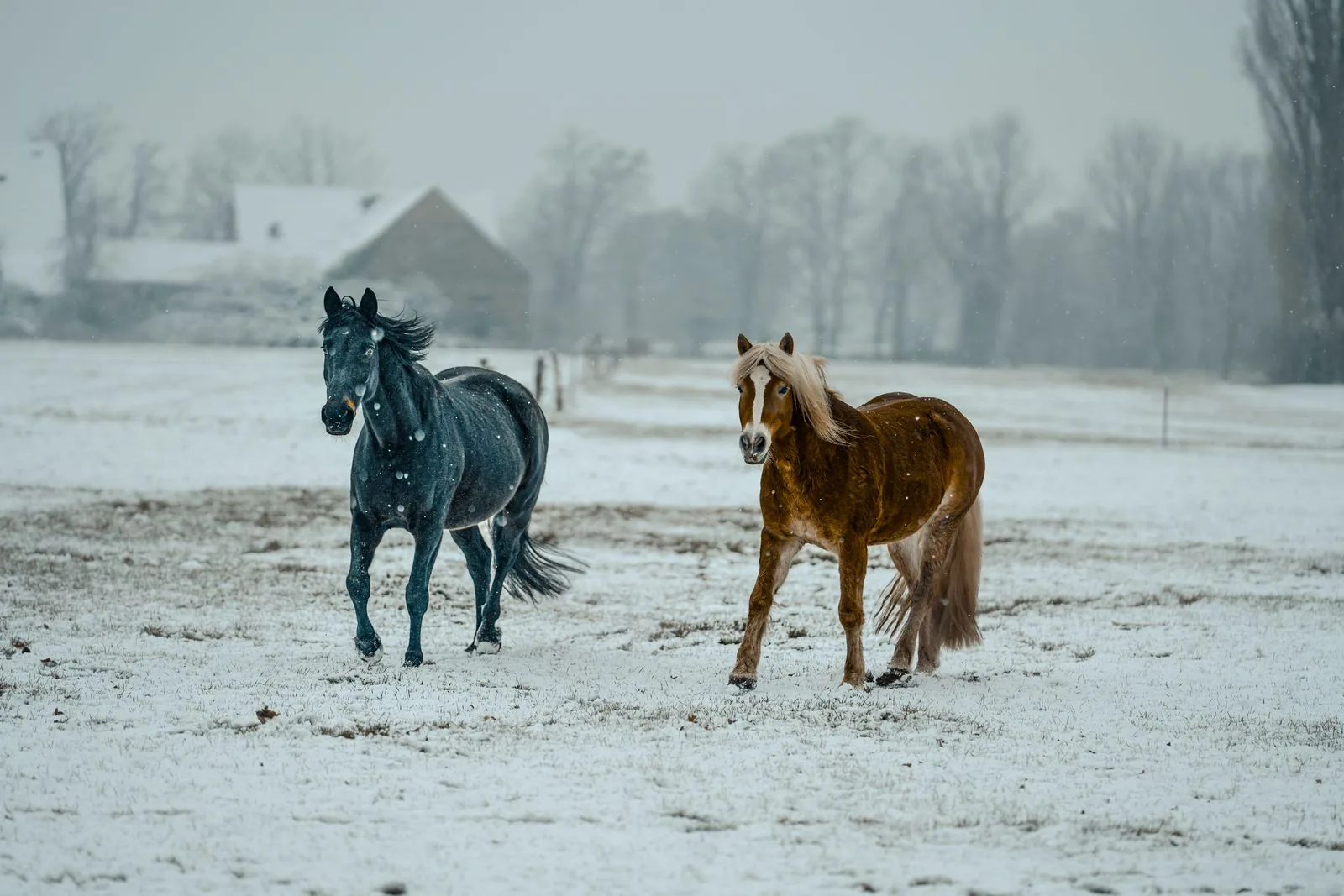 Caring for Your Horse in Winter