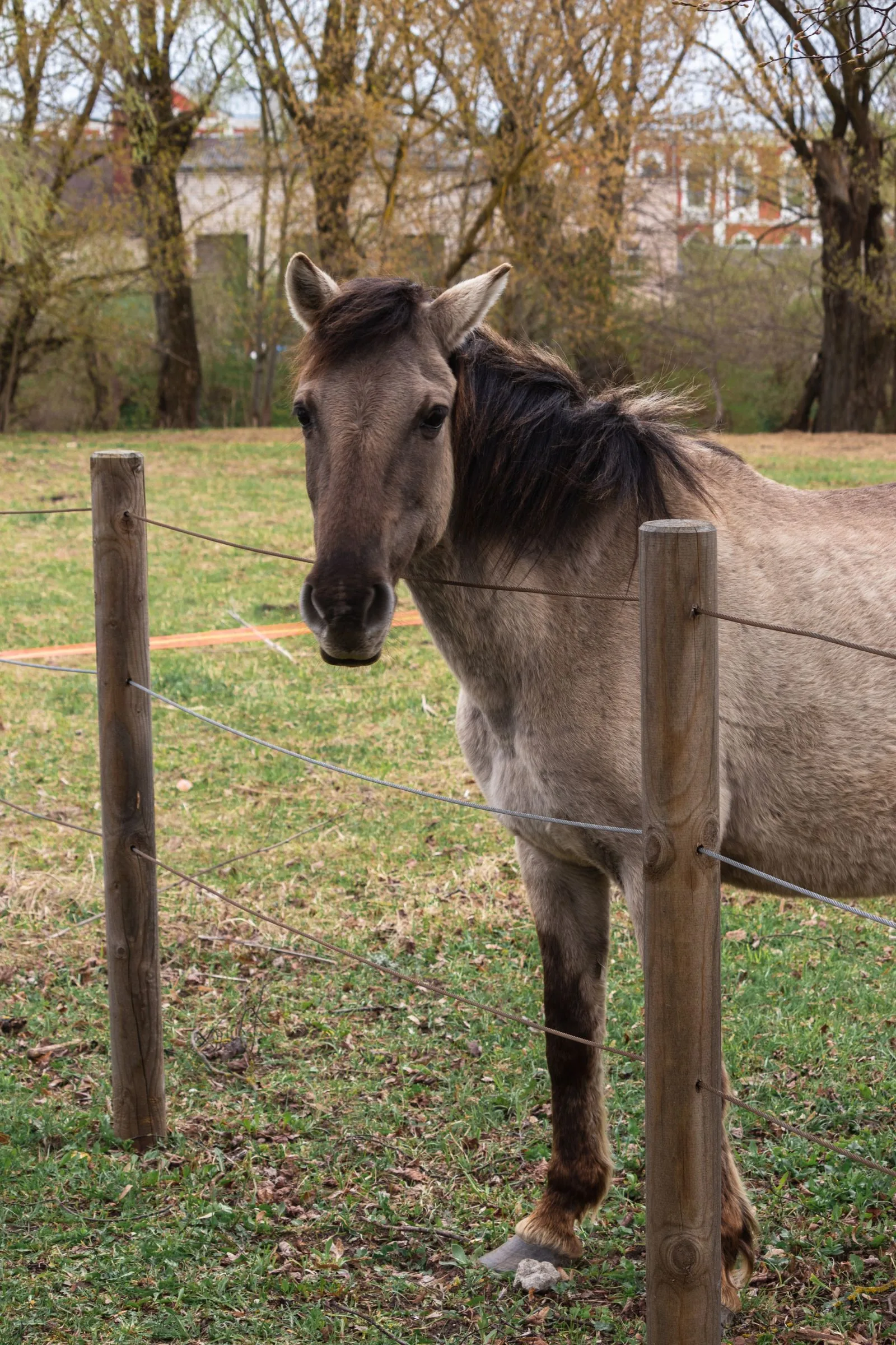 Safe fencing and good grazing — the marks of a well-run yard.