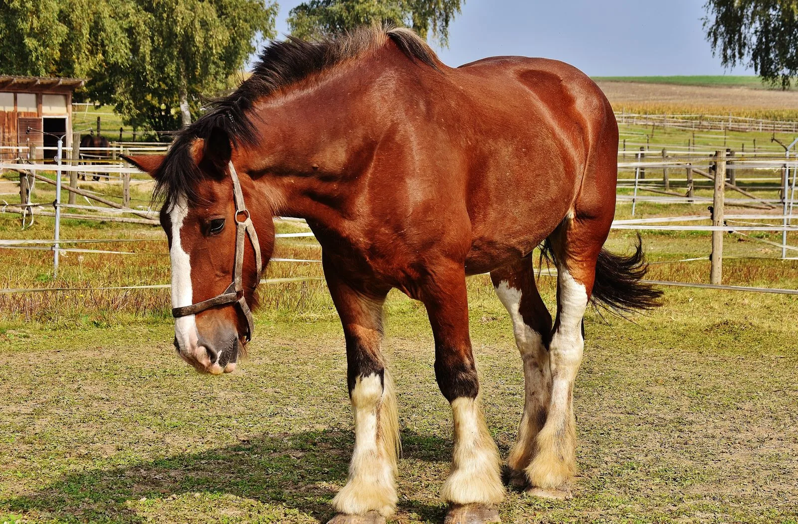 Forage first — grass and hay are the foundation of a healthy diet.
