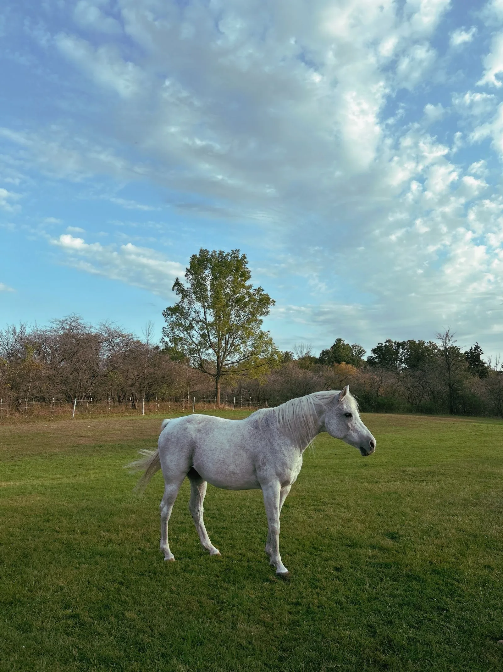 A horse turned out in a green Cumbrian pasture