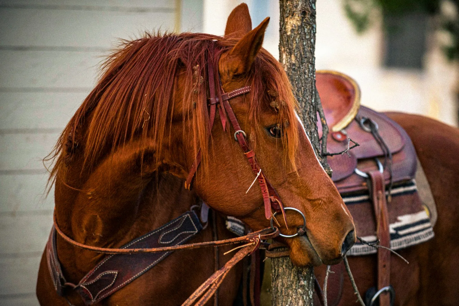 Essential Tack for Your First Horse