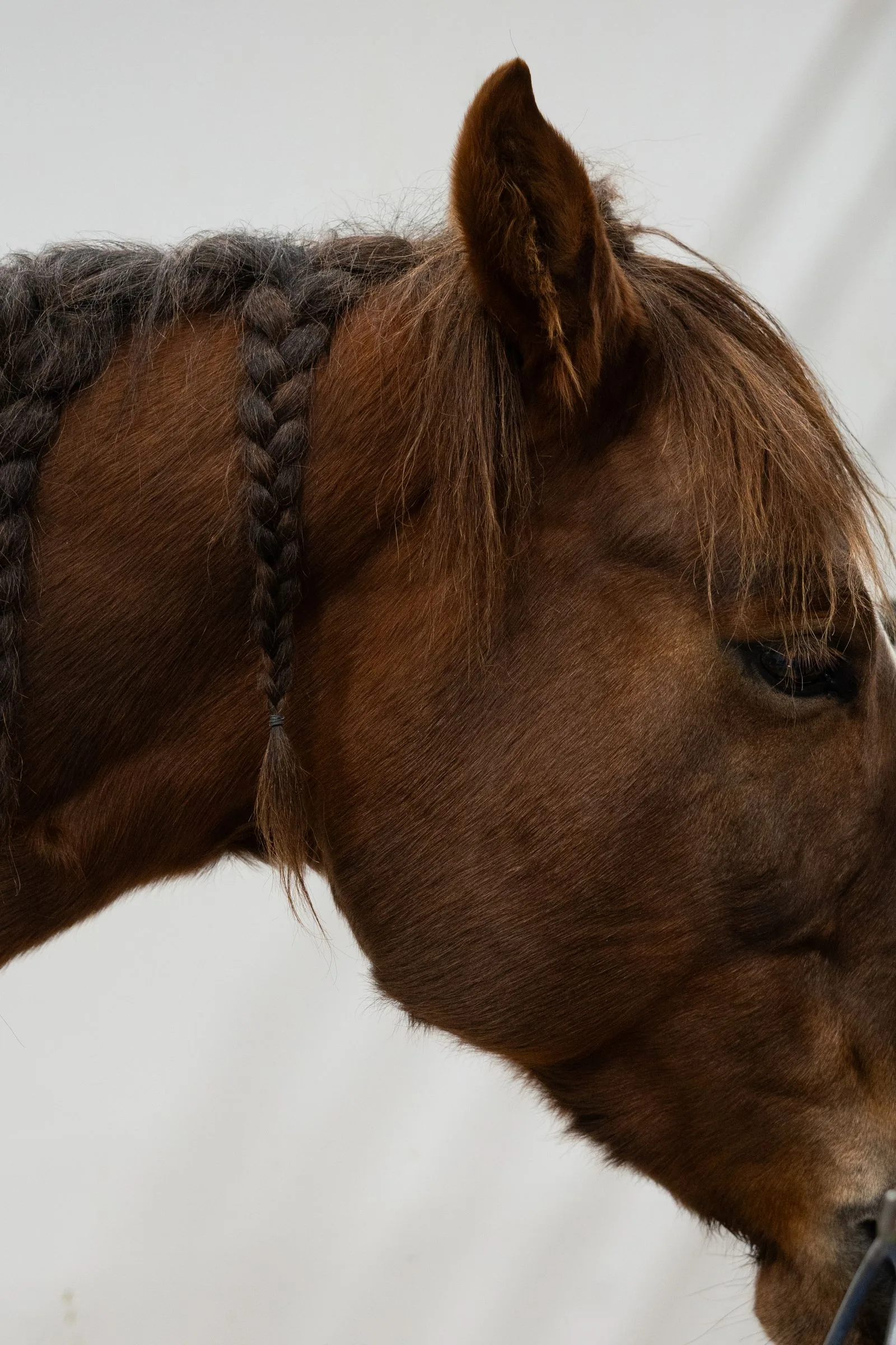 Grooming Your Horse: A Beginner's Guide