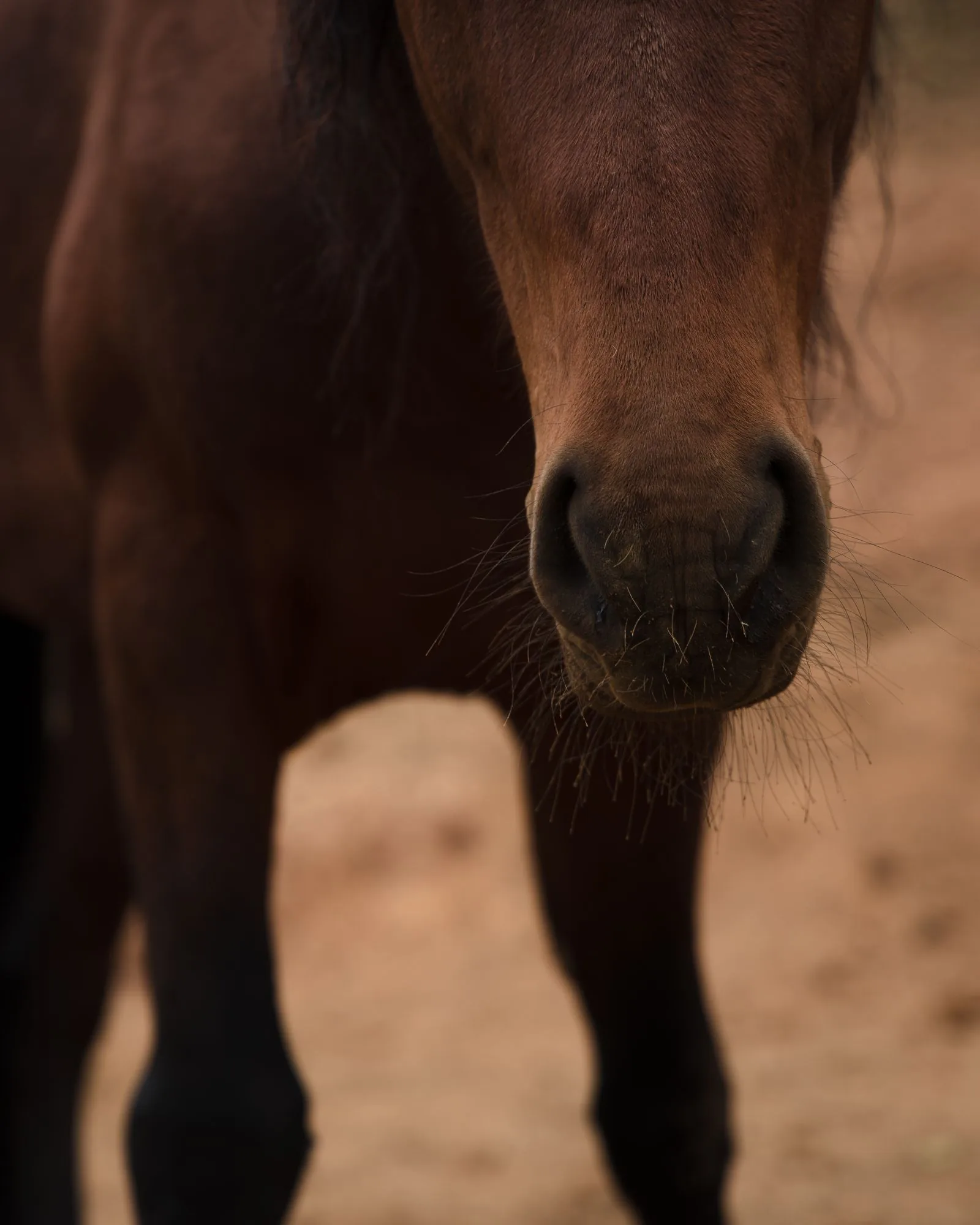 Horse Care Basics for Beginners