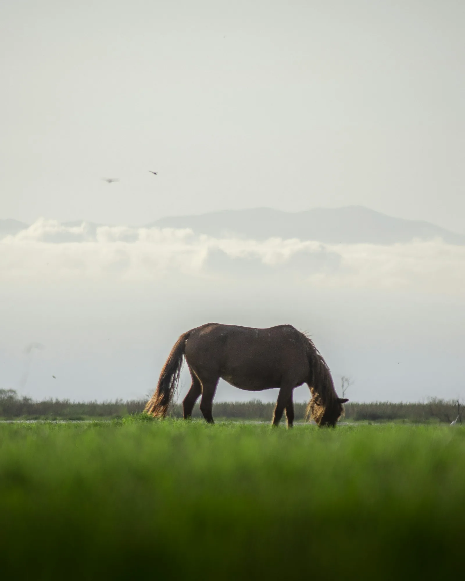 The Real Cost of Owning a Horse in the UK