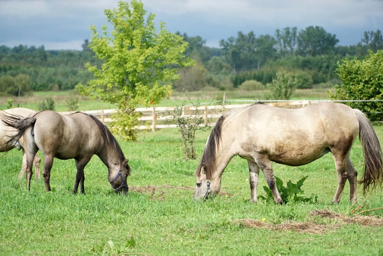 What to Feed Your Horse: A Beginner's Guide